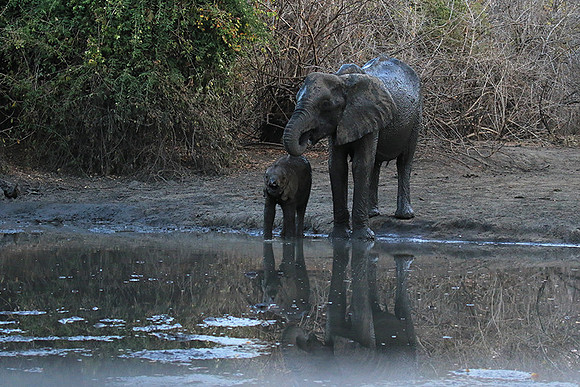 Mana Pools NP