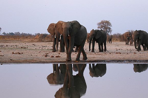Hwange NP