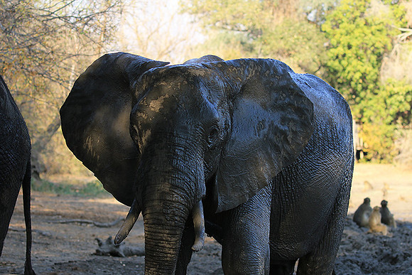 Mana Pools NP