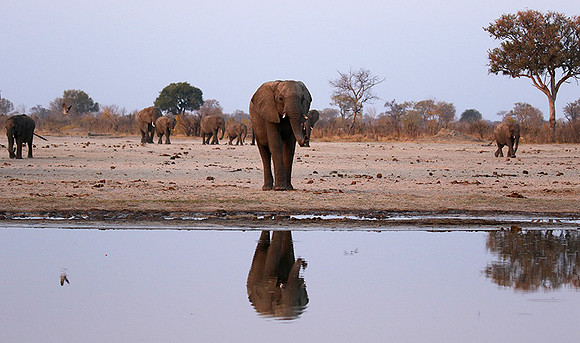 Hwange NP