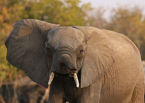 Hwange NP