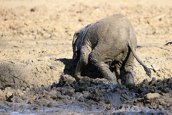 Mana Pools NP