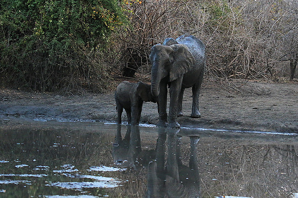 Mana Pools NP