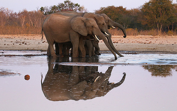 Hwange NP