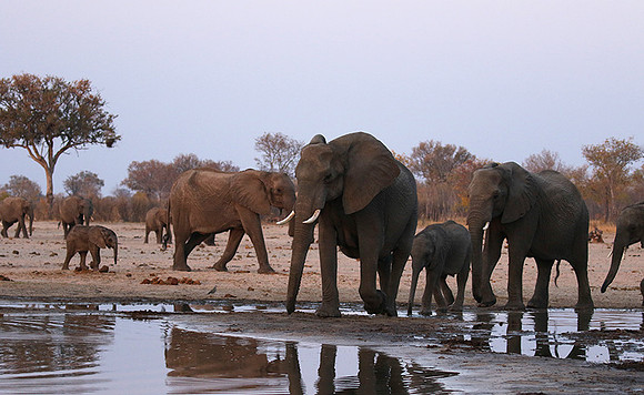 Hwange NP