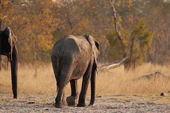 Hwange NP
