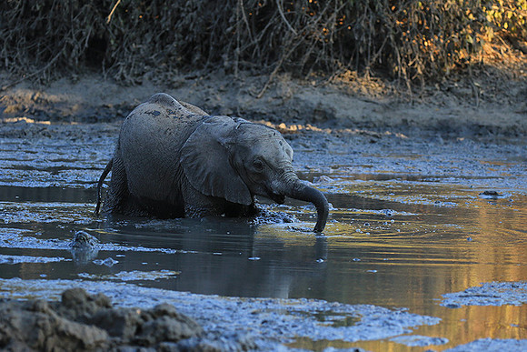 Mana Pools NP