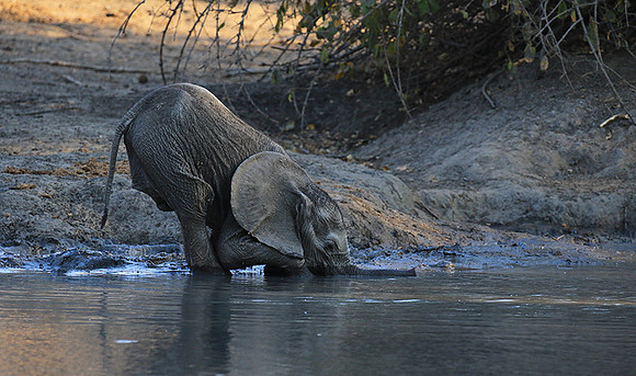 Mana Pools NP