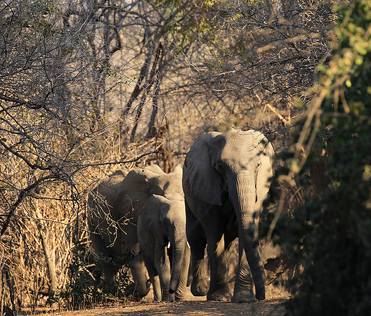 Mana Pools NP