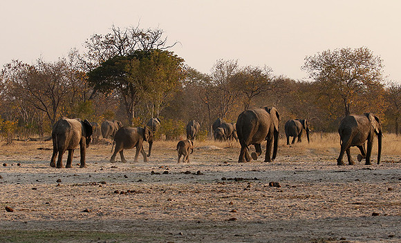 Hwange NP