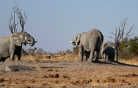 Hwange NP