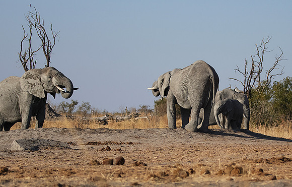 Hwange NP