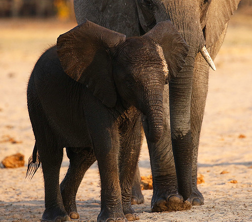 Hwange NP