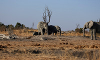 Hwange NP