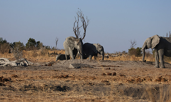 Hwange NP