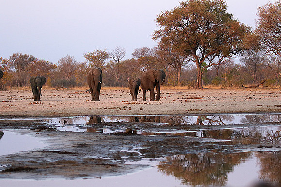 Hwange NP
