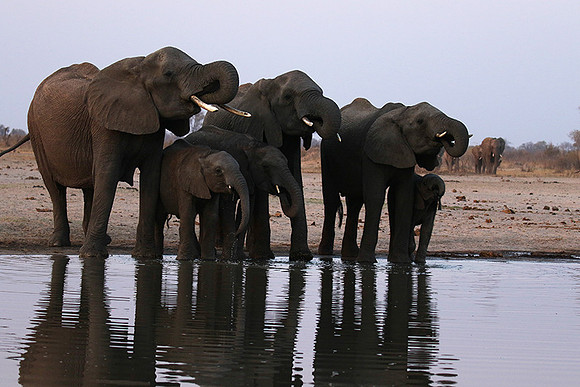 Hwange NP