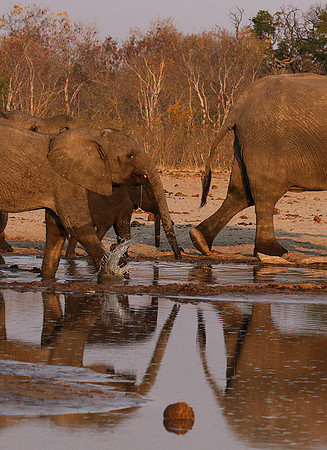 Hwange NP