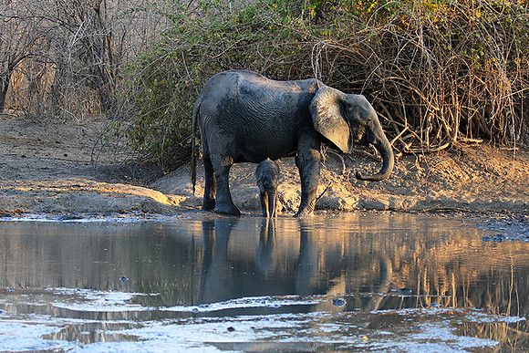 Mana Pools NP