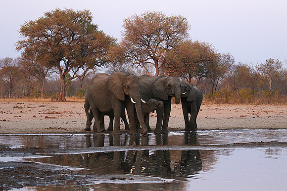 Hwange NP