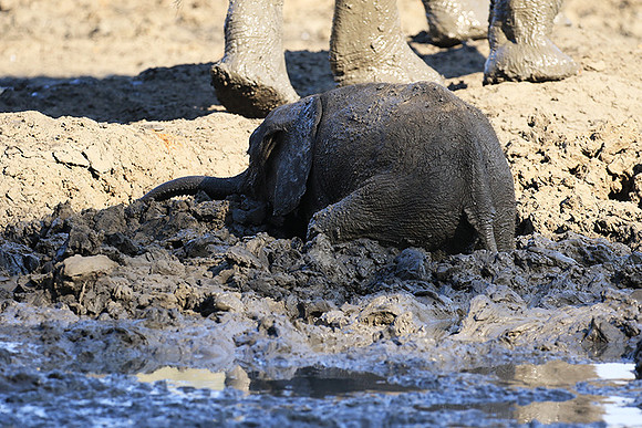 Mana Pools NP