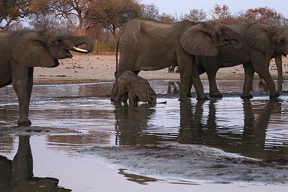 Hwange NP