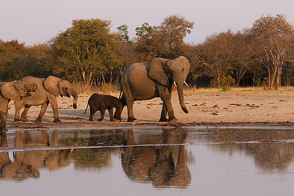 Hwange NP