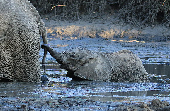 Mana Pools NP
