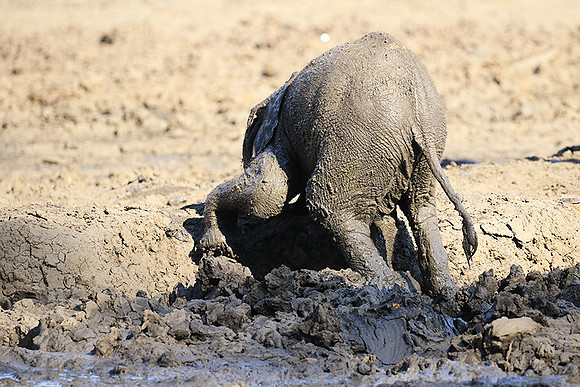 Mana Pools NP