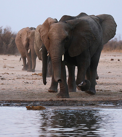 Hwange NP