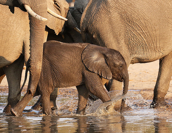 Hwange NP