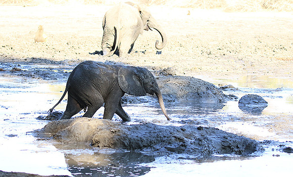 Mana Pools NP