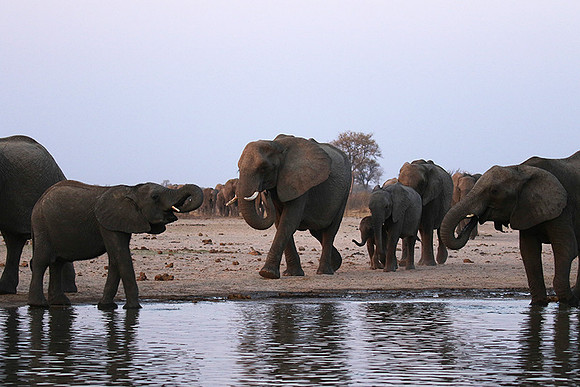 Hwange NP