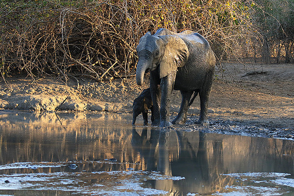 Mana Pools NP