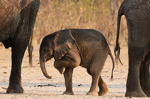 Hwange NP