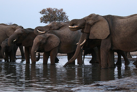 Hwange NP