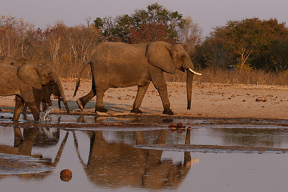 Hwange NP