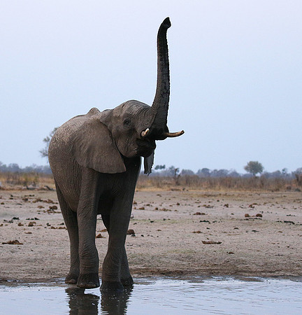 Hwange NP