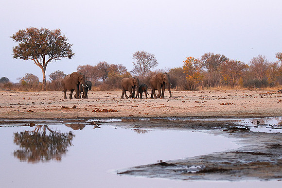 Hwange NP