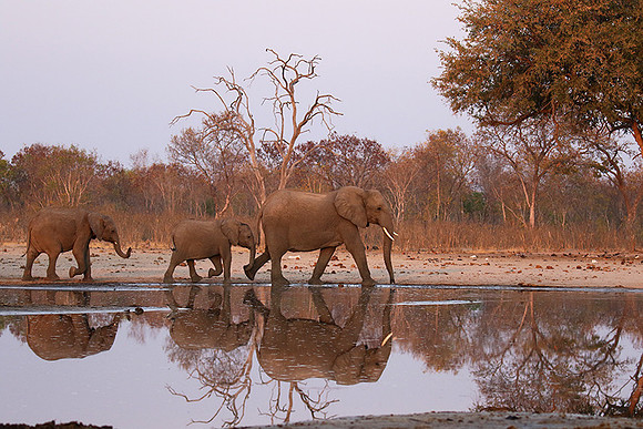 Hwange NP