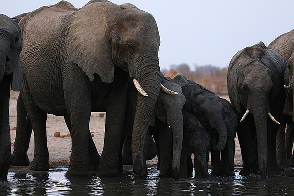 Hwange NP