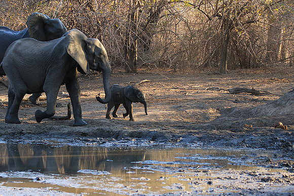Mana Pools NP