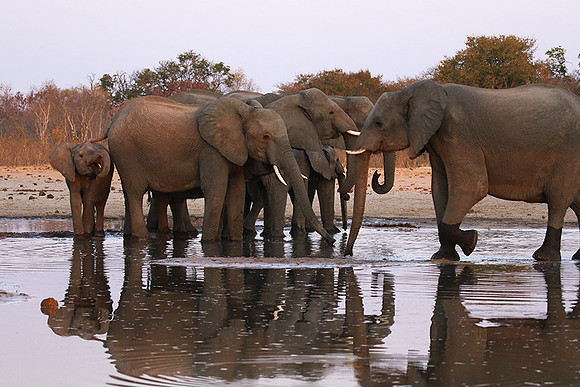 Hwange NP