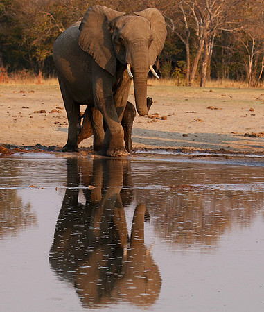 Hwange NP