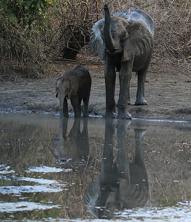 Mana Pools NP