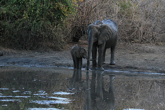 Mana Pools NP