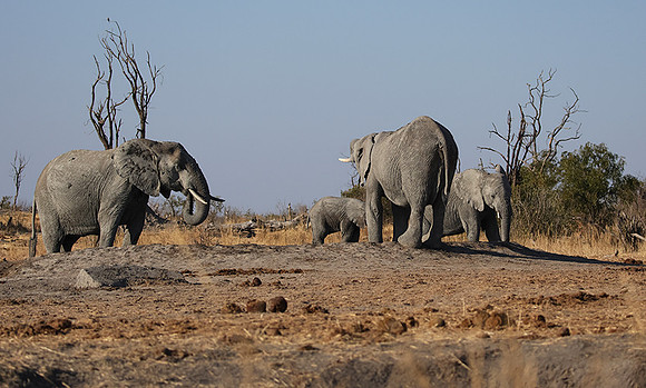 Hwange NP