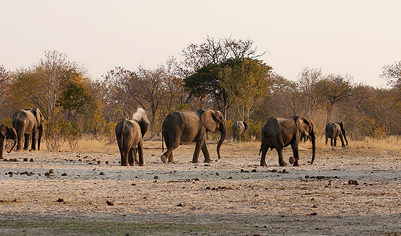 Hwange NP