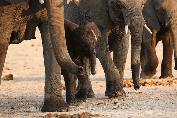 Hwange NP