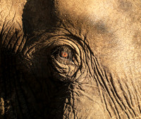 Elephants